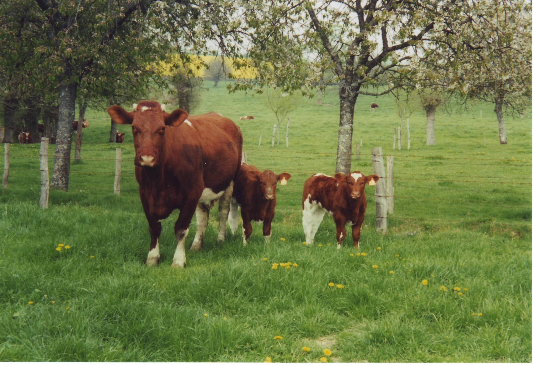 Photo vache et jumeaux